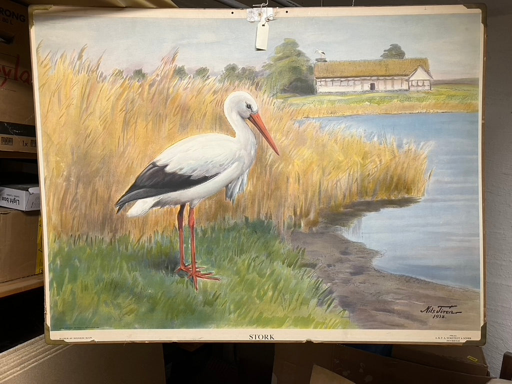 Skolaffisch stork
