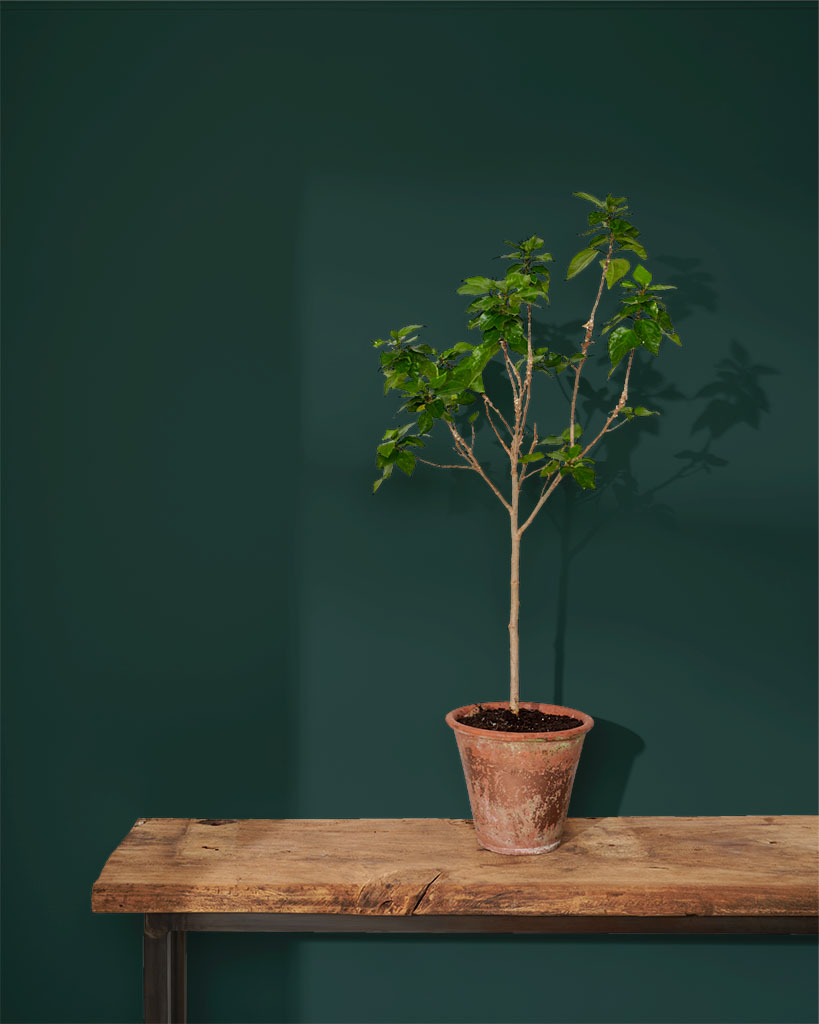 Knightsbridge Green Wall Paint