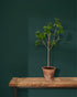 Knightsbridge Green Wall Paint