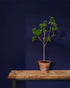 Oxford Navy Wall Paint