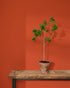 Riad Terracotta Wall Paint