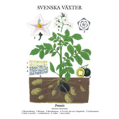 Nytryck - skolaffisch med potatis